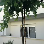 Drosanjica ザダル